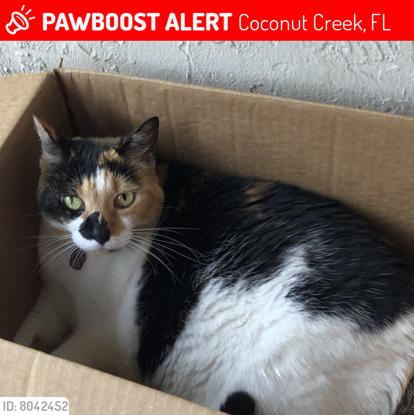 Lost Female Cat last seen Lyons Road, Coconut Creek, FL 33066