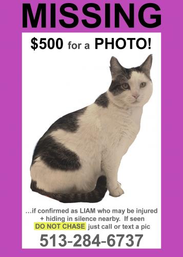 Lost Male Cat last seen Near the corner of Delta & Walworth Ave., Cincinnati, OH 45226
