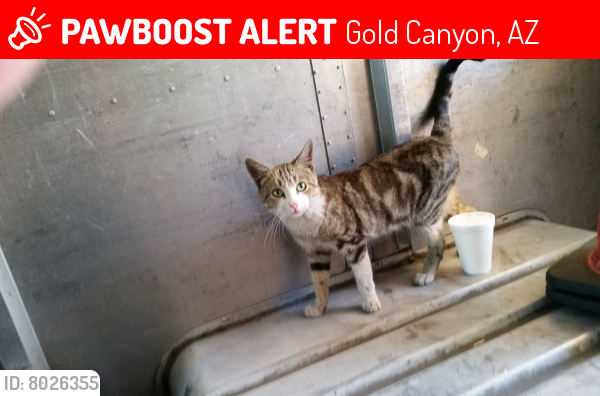 Lost Male Cat last seen Kings Ranch Rd & Sleepy Hollow Tr, Gold Canyon, AZ 85219