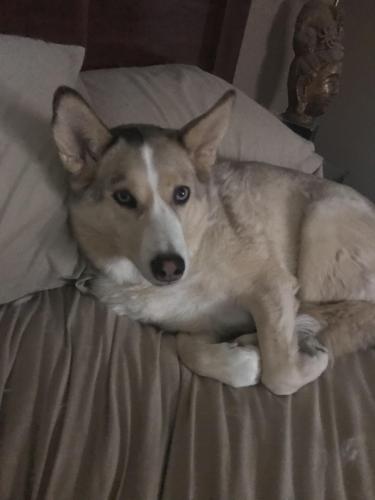 Lost Female Dog last seen Unser and tower, Albuquerque, NM 87121