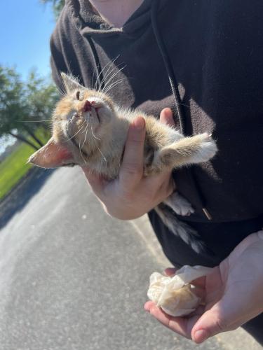 Found/Stray Unknown Cat last seen Behind Walmart on Perimeter, Valdosta, GA 31602