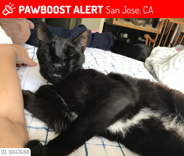 Lost Male Cat last seen Dentwood dr and Garwood dr, San Jose, CA 95118