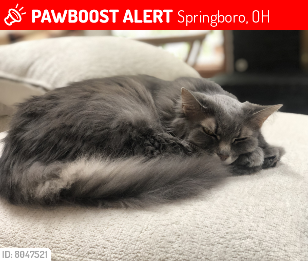 Lost Female Cat last seen Greenleaf Village , Springboro, OH 45066