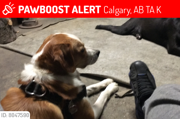 Lost Female Dog last seen Near appletree cres se, Calgary, AB T2A 7K7