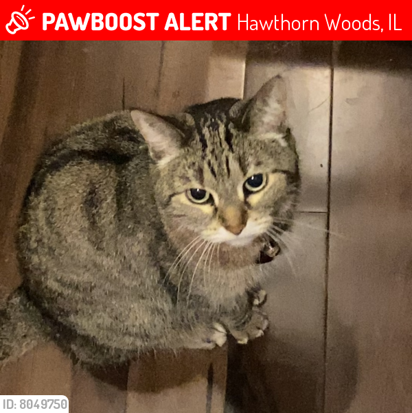 Lost Female Cat last seen Lynn and Glen , Hawthorn Woods, IL 60047
