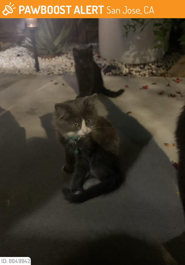 Found/Stray Unknown Cat last seen Midpine ave, San Jose, CA 95122