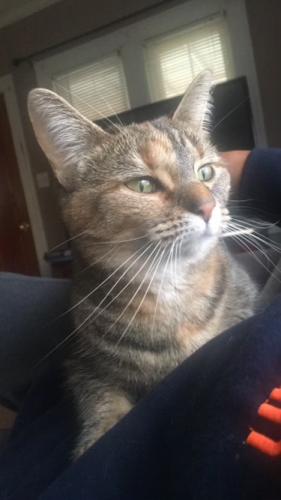 Lost Female Cat last seen Point Place - 131st St., Toledo, OH 43611