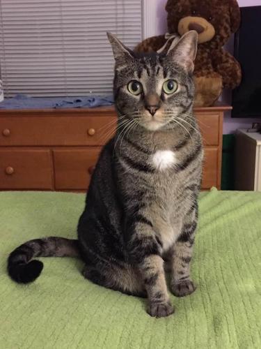 Lost Female Cat last seen Beech st, Garden City, NY 11530