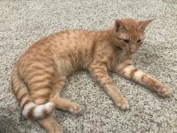 Lost Male Cat last seen ikes pond dr, langley rd, w augusta pines pkwy,kalebs pond, augusta pines neighborhood, Spring, TX 77389