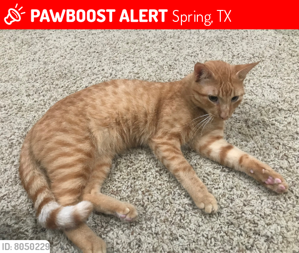 Lost Male Cat last seen ikes pond dr, langley rd, w augusta pines pkwy,kalebs pond, augusta pines neighborhood, Spring, TX 77389