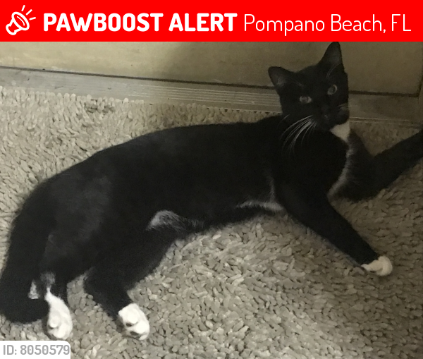 Pompano Beach, FL Lost Male Cat, Bebe Is Missing PawBoost