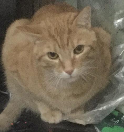 Lost Male Cat last seen Broadway and Hoyt, Muskegon Heights, MI 49444