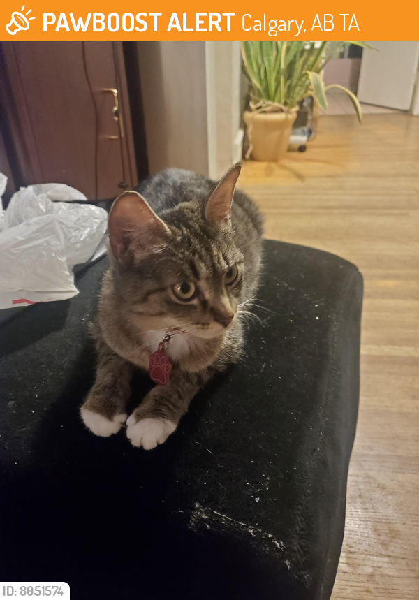 Rehomed Female Cat last seen Penrith crescent SE, Calgary, AB T2A