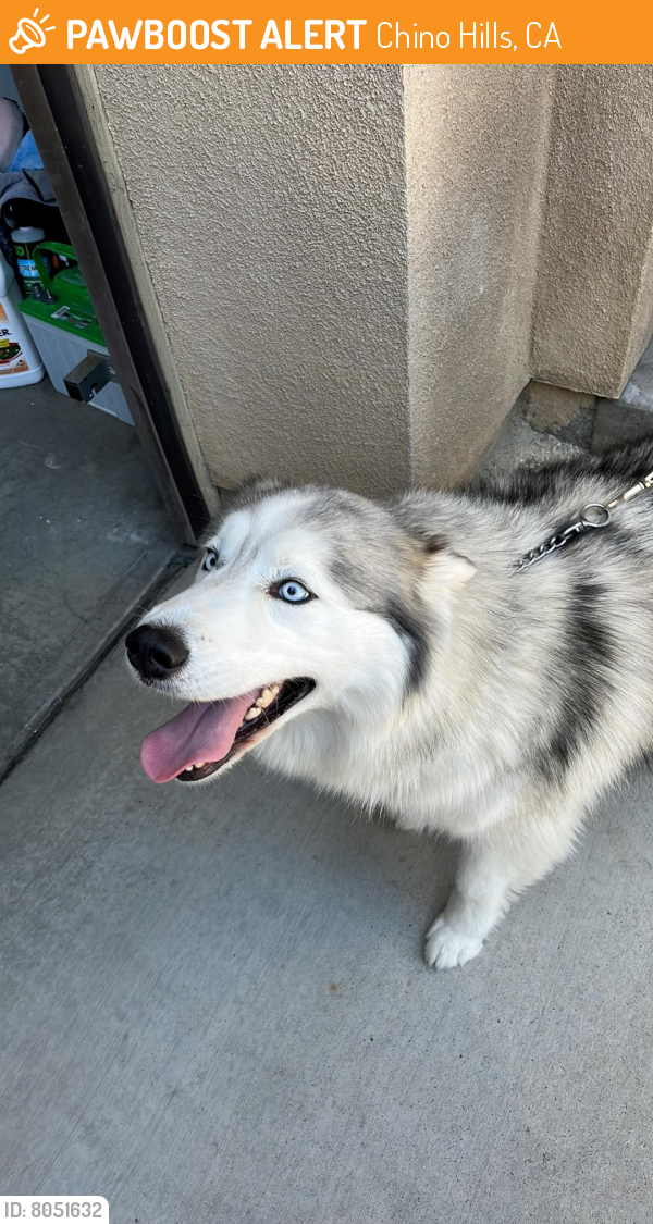 Found/Stray Female Dog in Chino Hills, CA 91709 (ID 8051632) PawBoost
