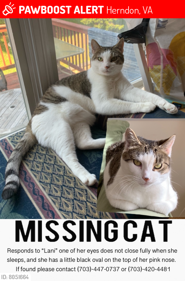Lost Female Cat last seen Herndon Parkway & Dranesville Rd., Herndon, VA 20170