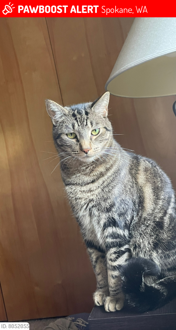 Lost Male Cat in Spokane, WA 99224 Named Max (ID 8052055) PawBoost