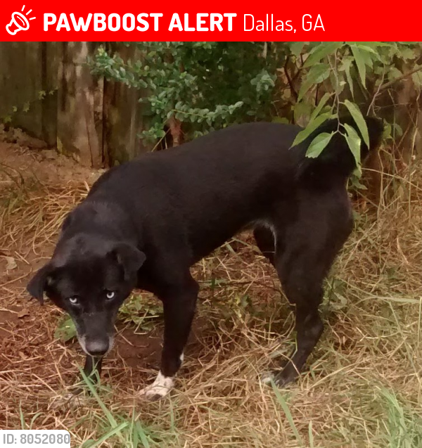 Lost Female Dog last seen Electric Dam Rd , off Old Cartersville Rd, Dallas, GA 30132