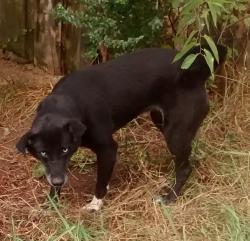Lost Female Dog last seen Electric Dam Rd , off Old Cartersville Rd, Dallas, GA 30132