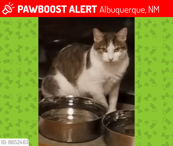 Lost Female Cat last seen Central and Eubank , Albuquerque, NM 87123