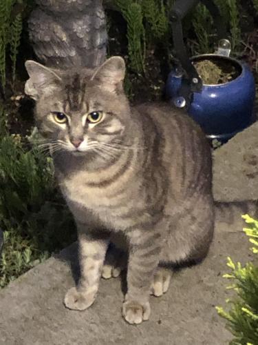 Found/Stray Male Cat last seen F St SE & 11th St SE, Auburn, WA 98002