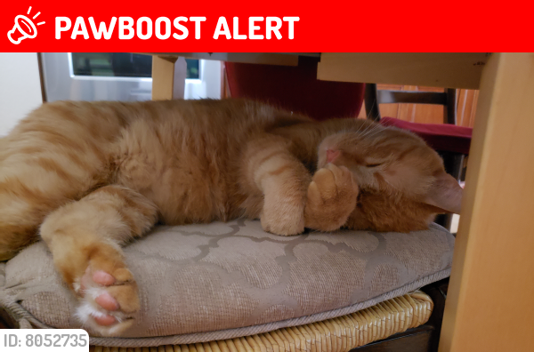 Lost Male Cat last seen Wilderness Dr, Rancho Cucamonga, CA 91737