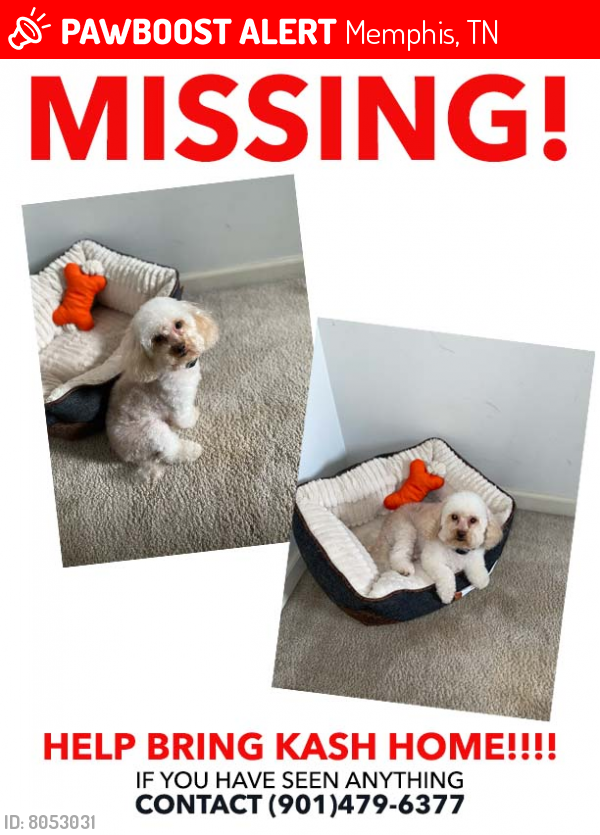 Lost Male Dog last seen Raleigh La Grange , Memphis, TN 38134