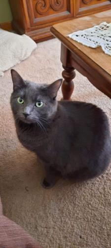 Lost Male Cat last seen Fairfax Avenue , Romeoville, IL 60446