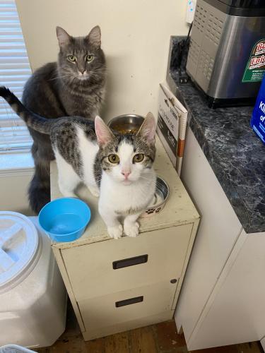 Lost Male Cat last seen Snow and Howells Ferry Rd, Semmes, AL 36575