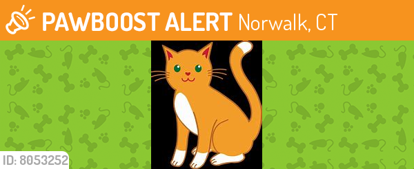 Deceased Unknown Cat last seen Norwalk, CT, USA, Norwalk, CT 06851
