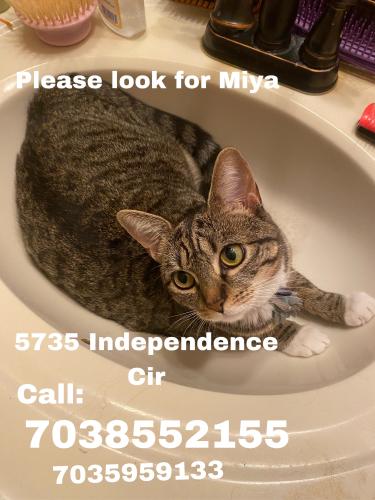 Lost Female Cat last seen Jefferson Green Neighbourhood, Alexandria, VA 22312