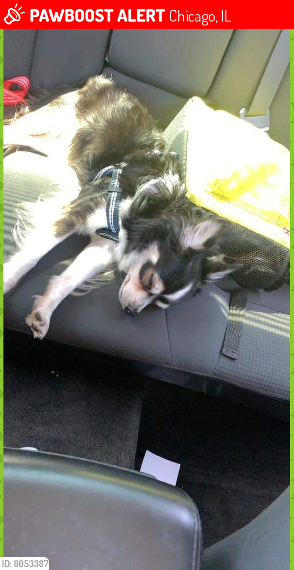Lost Male Dog last seen Near s langley, Chicago, IL 60619