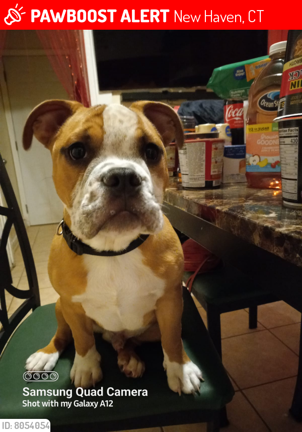 Lost Male Dog last seen Near Gibbs stree new haven ct 06511, New Haven, CT 06511