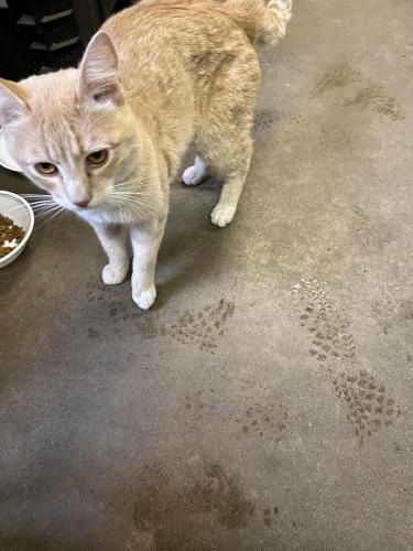 Found/Stray Unknown Cat last seen Acadia, Calgary, AB T2J 1C4