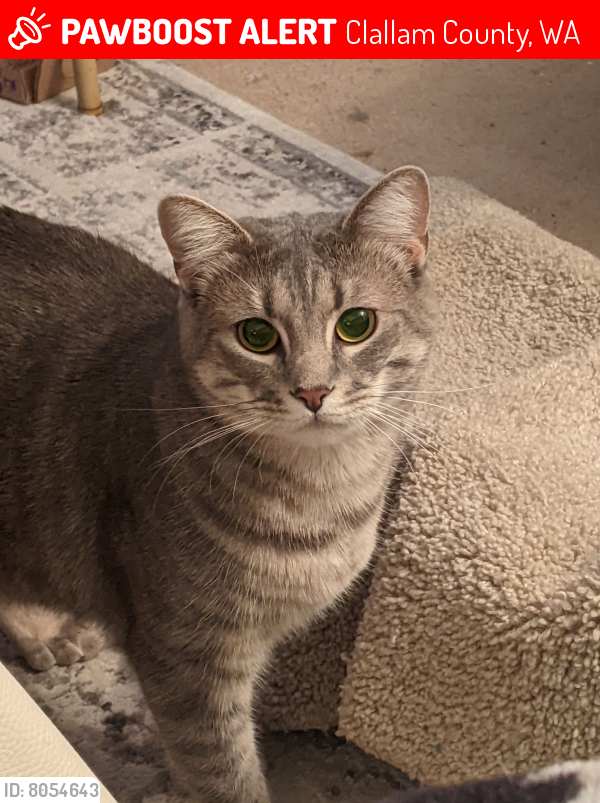 Lost Female Cat last seen Dungeness Golf Course, Clallam County, WA 98382
