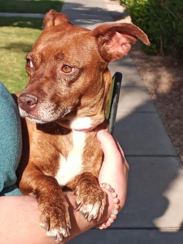 Found/Stray Female Dog last seen 35th Ave & Greenway, Phoenix, AZ 85053