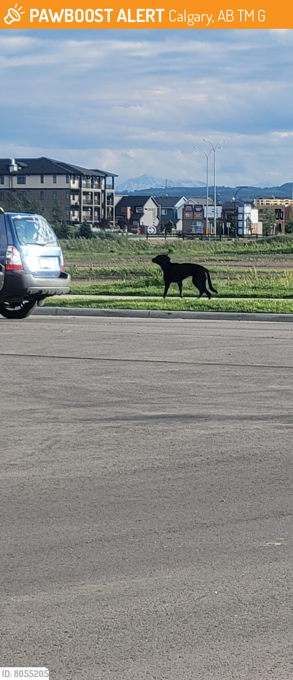 Found/Stray Unknown Dog last seen Seton drive and 40th street SE, Calgary, AB T3M 3G9