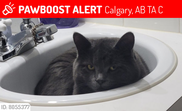 Lost Male Cat last seen Barlow Trail, Maxbell Arena, Calgary, AB T2A 0C1