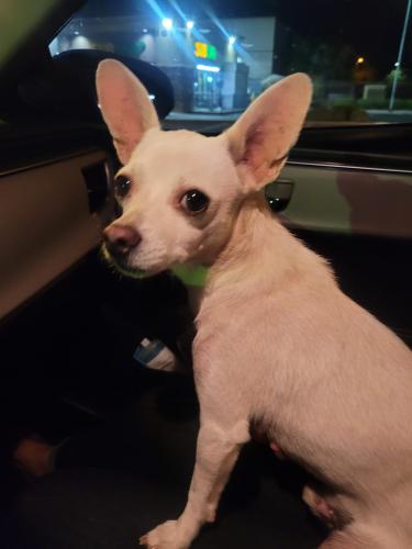 Found/Stray Male Dog last seen 24th Street and Southern, Phoenix, AZ 85040