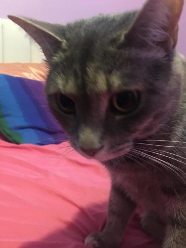 Lost Female Cat last seen Clay pond rd , Myrtle Beach, SC 29579