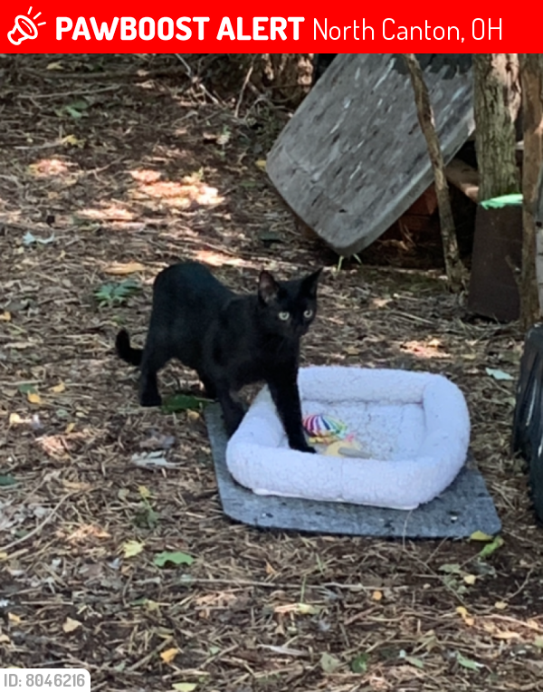 Lost Female Cat in North Canton, OH 44720 Named Ivy (ID 8046216