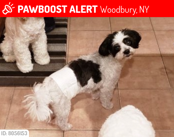 Lost Male Dog last seen Syosset-Woodbury Rd, Woodbury, NY 11797