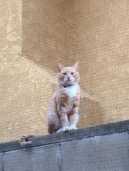 Lost Male Cat last seen Old Castle Rd and Dune, Fontana, CA 92337