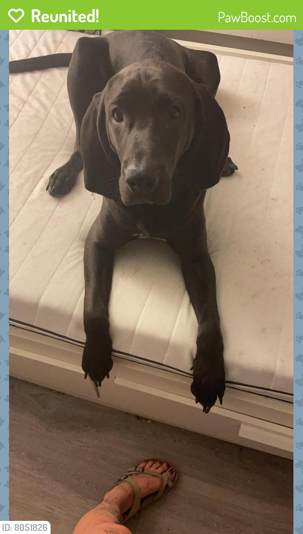 Reunited Male Dog last seen Fairfax County Parkway and Elden St, Herndon, VA 20194