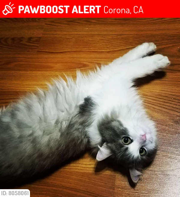 Lost Male Cat last seen 6th street and Lincoln , Corona, CA 92882