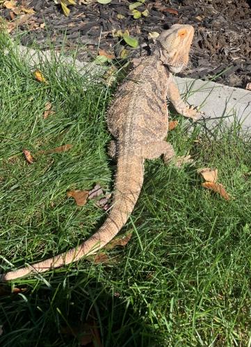 Lost Unknown Reptile last seen Richelieu and Girard Street, Norwalk, CT 06850