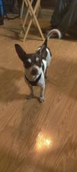 Lost Male Dog last seen Colin Powell and Roger Maris , El Paso, TX 79934