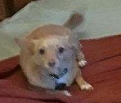 Lost Male Dog last seen N 1st Ave and W Villa Maria Dr , Phoenix, AZ 85023