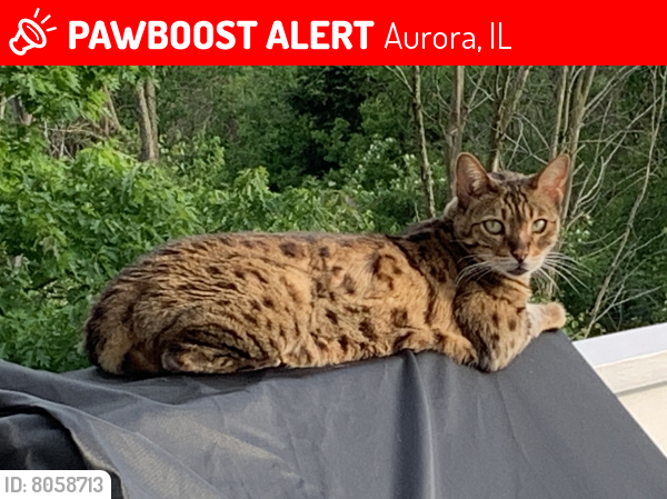 Lost Female Cat last seen McDowell , Aurora, IL 60504