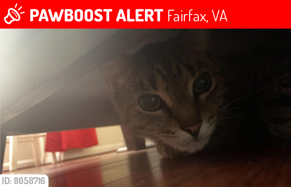 Lost Male Cat last seen Bradwater street , Fairfax, VA 22031