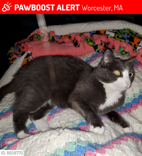 lost-male-cat-in-worcester-ma-01607-named-stormie-id-8058775-pawboost